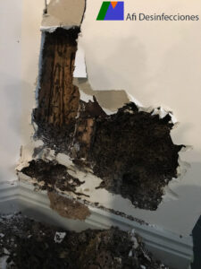 tratamiento termitas vizcaya álava guipúzcoa afi desinfecciones