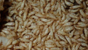empresa eliminar termitas Valladolid Massim