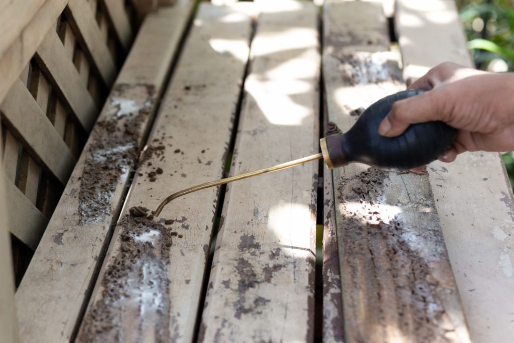 Tratamiento ecológico contra termitas