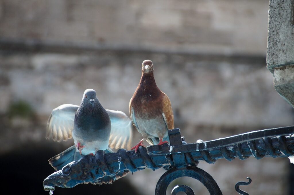 Control de aves en Santurtzi