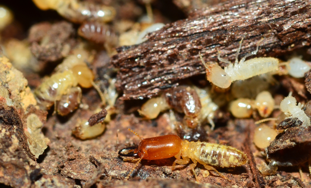 empresa control de plaga termitas